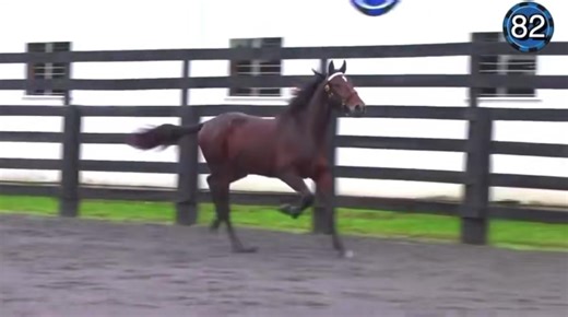 33K views · 1.4K reactions | Spitfire Overseas is back to his winning ways, picking up a victory at Miami Valley in 1:53.4 with a second allowance no less! He is Blue Chip-born, raised, and then sold at Harrisburg!  Spitfire as a yearling at BCF | BLUE CHIP FARMS, LLC | Facebook