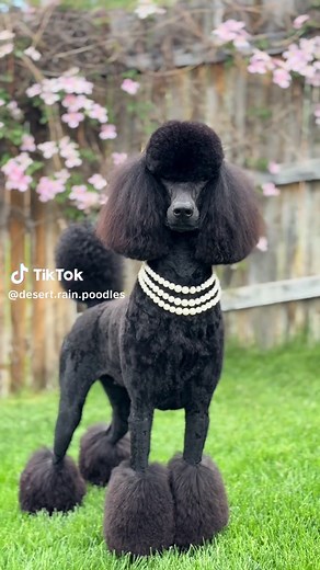 Grooming Tips for Standard Poodles: A Complete Guide