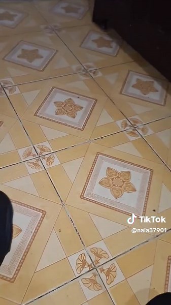 Nala the Cat: Cute Moments that Steal Hearts