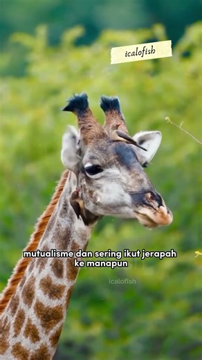 Symbiosis of Oxpecker and Giraffe