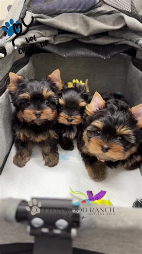 🐾🩺 8-Week Vet Visit! 🩺🐾 Cricket’s NYE (New Year’s Eve) crew loaded up into the stroller and headed out for their big 8-week checkup — and let’s just say, they made it look easy. ☺️🐶 All lined up in the buggy like the most well-mannered little passengers, these babies rolled into the clinic calm, curious, and ready for their moment. Tiny heads popping up, soft tail wiggles, and those sweet expressions that melt everyone they meet. 🐾🐾🐾 The vet is always impressed with how polite and compos