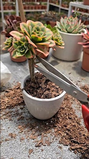 Aeonium Floresens propagation 🌱 from cutting to new plant in easy steps!