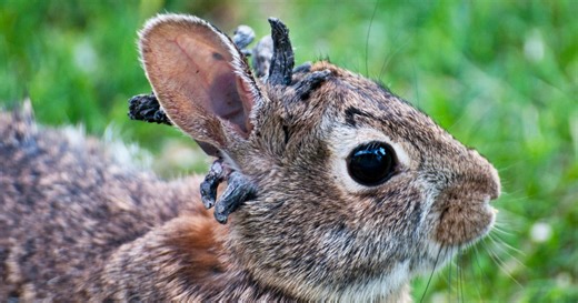 Rabbits with 'horns' in Colorado are being called 'Frankenstein bunnies.' Here's why.