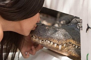 Meet the Alligator - Theater of the Sea