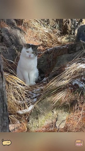 Kung Fu Cat: The Ultimate Compilation for Cats