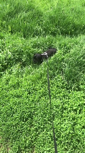I swear I feed him, he just likes to chew on plants #dog #cutedog #cute #smalldog #gooddog #happydog #outforawalk