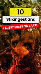 10K views · 295 reactions | 10 Strangest & Rarest Trees On Earth | Facts that will blow your mind | Facebook