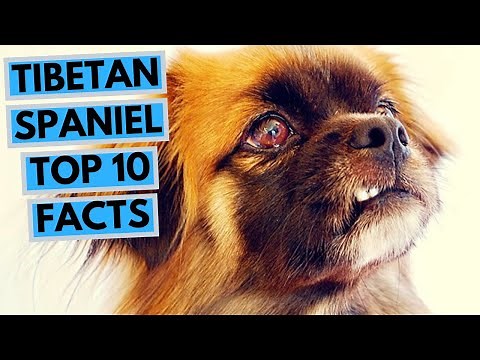 Tibetan Spaniel - TOP 10 Interesting Facts