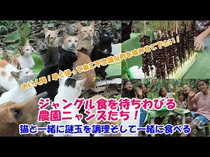 ジャングル食を待ちわびる農園ニャンズ、おい人間ども！早く帰って不思議な肉を作って下さい！【Jungle Cooking】猫と食べる【日本語字幕】