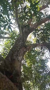 480K views · 10K reactions | Tarzan gabahag na  #tarzanpilpilnasfollowersviralvideo | Philiphenes Tarzan | Facebook