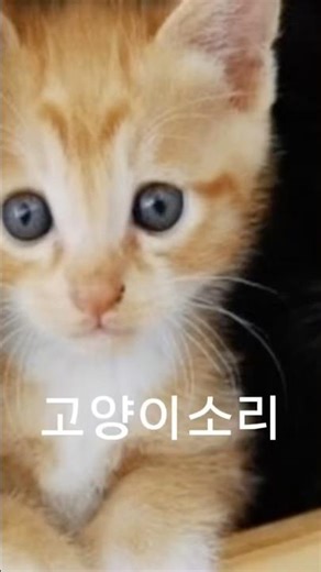 The Cutest Sound in the World: Adorable Cat Meows!