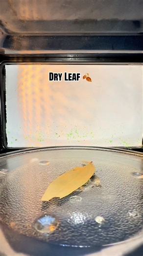 Microwave Experiment with Dry Leaves