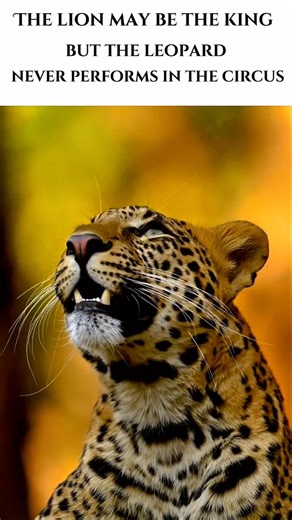 A King never explains his presence. 👑| quote of the day | #mindsetmatters #quote #leopard