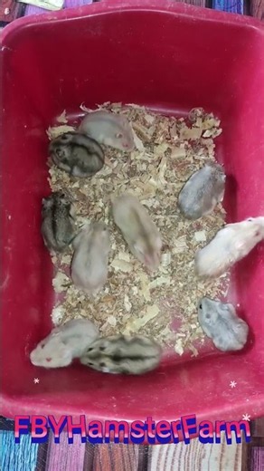 hamster winter white. #hamster #hamsters #hamsterlife #Hamster #pets #hewan #shorts #ytshorts