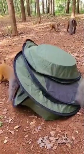 Funny Monkey Testing a Mysterious Spring Bag Toy
