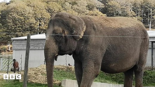 Will Britain's loneliest elephant be getting a new home?