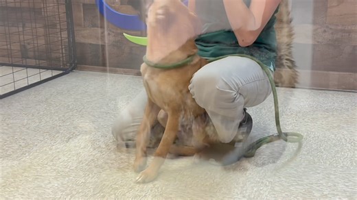 3.7K views · 26 reactions | PETS IN THE NEIGHBORHOOD  Here are this week's featured pets available for adoption at our shelter, 2270 Trane Rd. Please keep your pet's safety in mind during the summer heat ️ More animals available at the shelter can be found at BullheadCity.com/shelter. call (928) 763-6000 | Bullhead City, Arizona, Government | Facebook