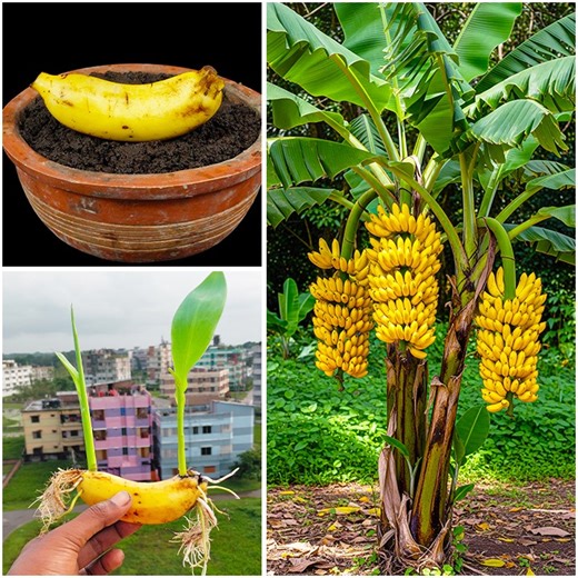 13K views · 292 reactions | How to grow banana plant at home fruit || Tips & tricks in this video | DIY IndoorGarden | Facebook