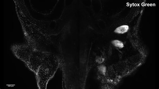 Axolotls regenerate functional thymus after complete removal