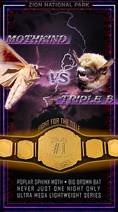 SUNDAY, SUNDAY, SUNDAY! Reigning champion Triple B (big brown bat) faces off against Mothkind (the poplar sphinx moth) in a SANDSTONE CAGE MATCH! Two critters enter, ONE CRITTER LEAVES! They say wrestling isn’t real, but we promise IT DOESN’T GET REALER THAN THIS! Lives are on the line! Will the bat taste the sweet flavor of victory, or will the moth live to see another day? See the breathtaking ending on pay-per-view! Just kidding, WE DON’T HAVE THE ENDING! It was 3 am and the guy recording had