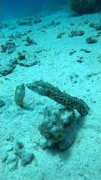 Spotted Eels Emerge and Sway Together From Sand