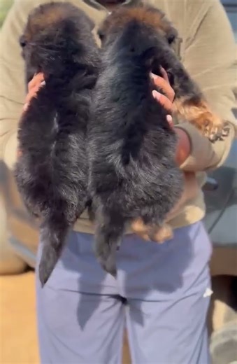 German Shepherd Pups Top Quality From Show Winning Indian Champion Bloodlines