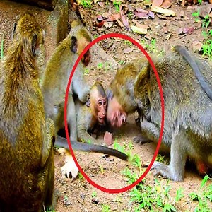 54K views · 780 reactions | Why do big monkeys beat a monkey like this? Small monkey cry very loud  #monkeys | Monkey Life TV | Facebook