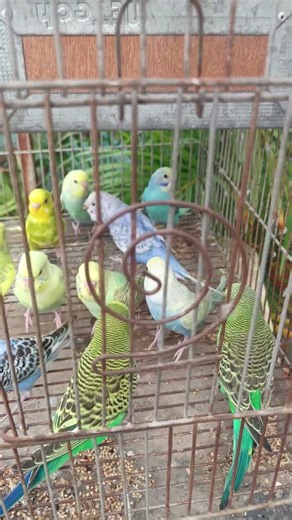 different beautiful colors of parakeets