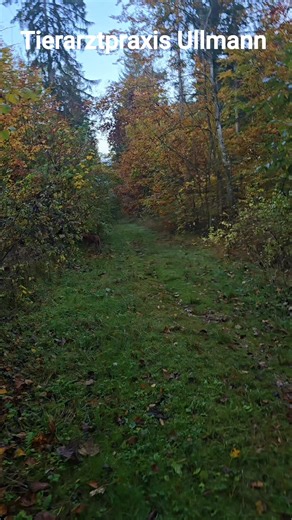 643K views · 11K reactions | Nach dem Verlust eines Tieres erfährt...