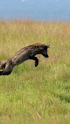 11M views · 76K reactions | Ready to jump into the weekend like this Fox? It’s Friday! Enjoy your weekend everyone! | Mark Smith Photography | Facebook