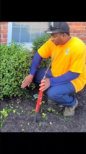 How to trim Holly bushes in 30 seconds