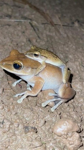 Funny Frog Catching, Hilarious Frog Jumps & Unique Frog Calls