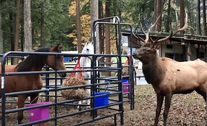 Bull Elk And Horse Get Into Heated Staredown Through The Fence At Pennsylvania Campground