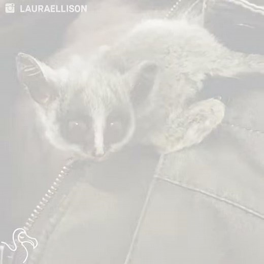 Rescued Bush Baby Loves To Play Hide-and-Seek