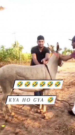 Donkey Ride Fails: Hilarious Outdoor Moments
