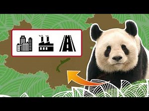 Alles over de Panda - WWF-Rangers