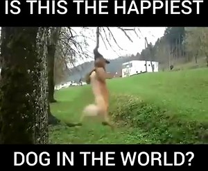 415K views · 5.7K reactions | Who says Dogs are lazy :v Like Dog Lovers Club  | Dog Lovers Club | Facebook