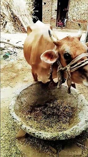 😘😘😘🙏🙏#shortsvideo