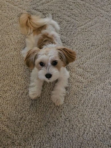 Funny Moments with a Havanese Dog