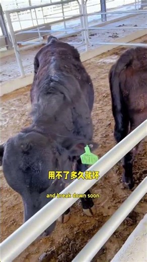 Why is the cow body brush called a 'little helper on the farm'?#farming