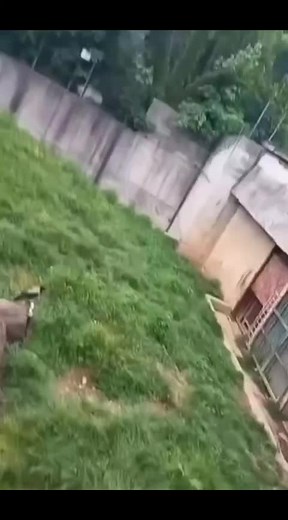 Медведь пытается сбежать из зоопарка