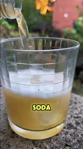 Sassafras Albidum Is Famous and Controversial! #Sassafras #Filé #RootBeerHistory #Safrole