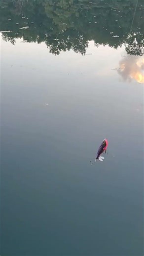 Big Bass Outta Nowhere 😳🎣#bass #bigbass #fishingaddict #pondbass