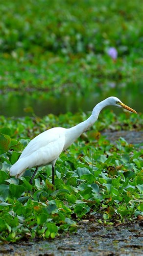 Intermediate egret | 𝐍𝐚𝐭𝐮𝐫𝐞 𝐏𝐡𝐨𝐭𝐨𝐬 𝐁𝐨𝐨𝐤