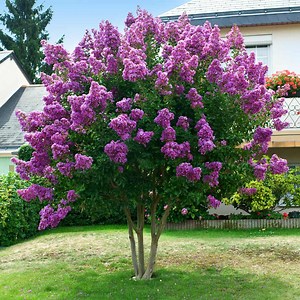 Twilight Crape Myrtle Tree