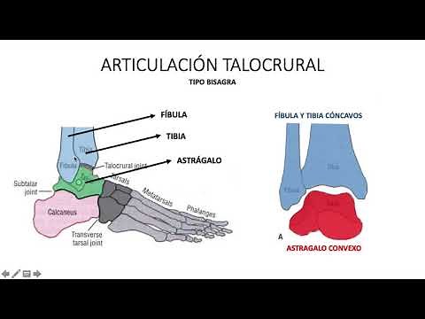 Biomechanics and Function of the Ankle Joint Complex