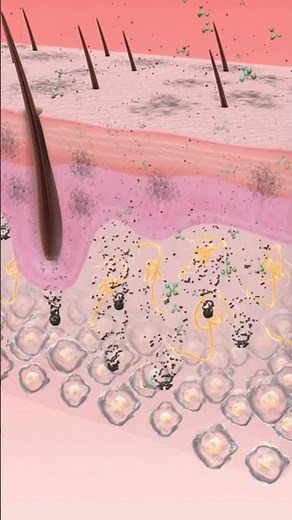 Integumentary system