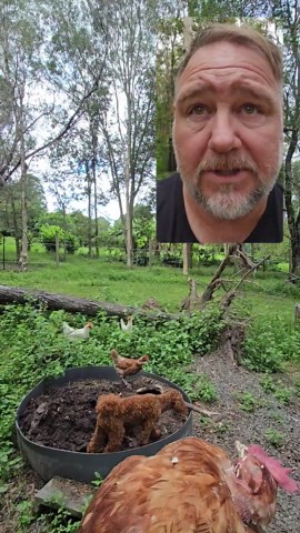 What Happens When a Hen Drops Off the Perch