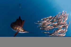 The Sailfish is the Fastest Fish in the World
