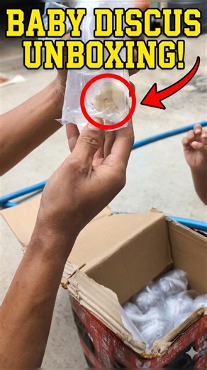 My Baby Discus Finally Arrived! 🐟 #shorts #fish #DiscusFish #aquarium